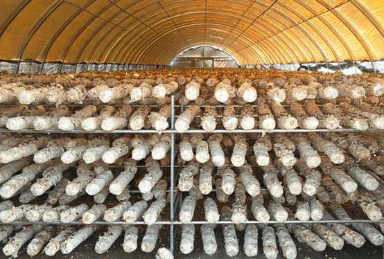 菌菇生長圖 菌菇生長圖