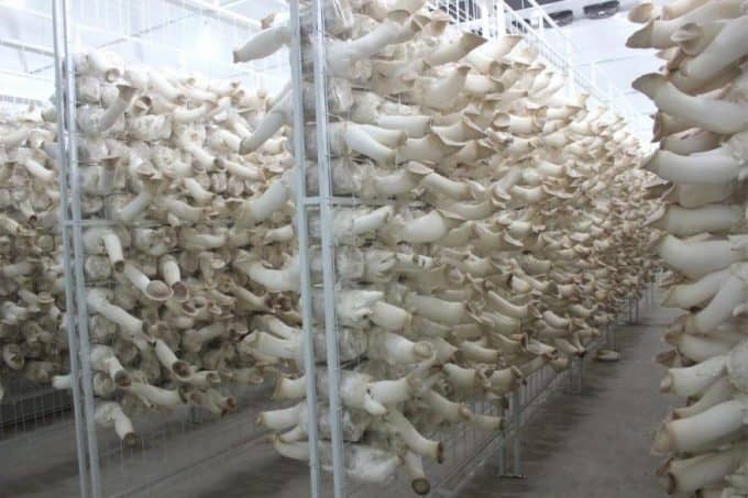 1636695918976391.jpg 菌菇種植大棚