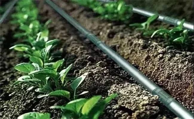 水肥一體化系統,助力農業轉型,促進收入增加