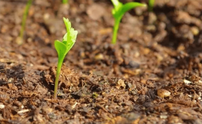 水肥一體化系統,助力農業轉型,促進收入增加