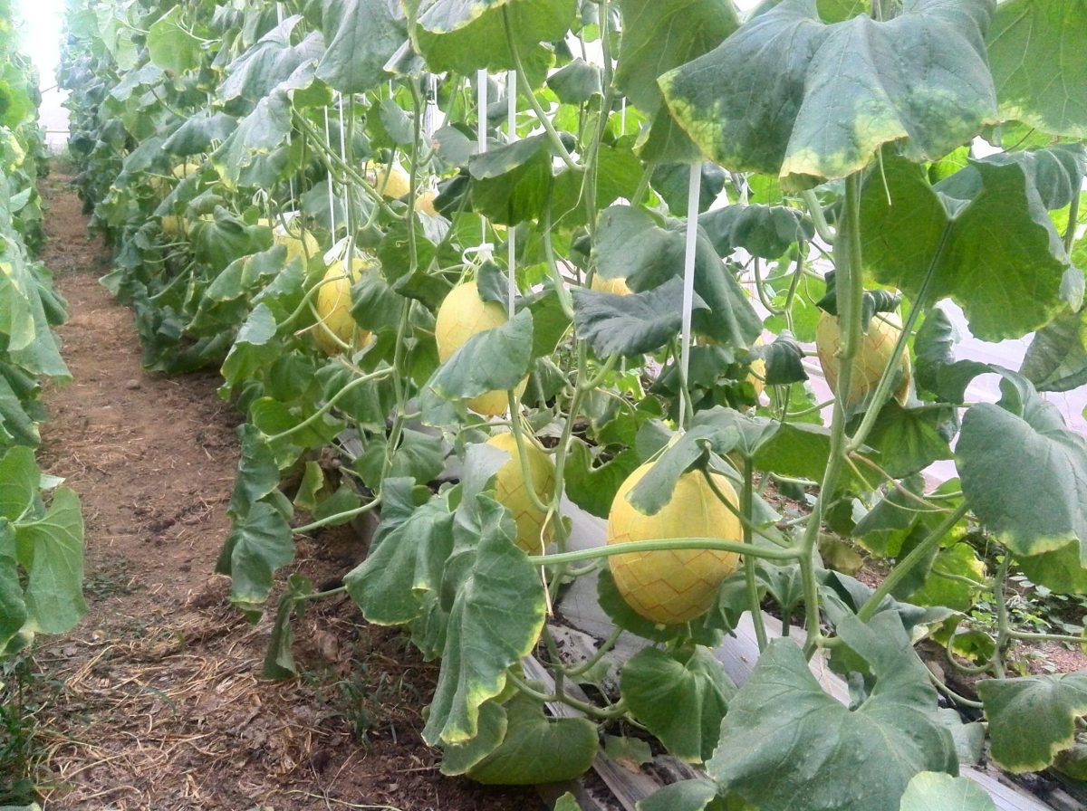 數(shù)字農業(yè)與智慧農業(yè)