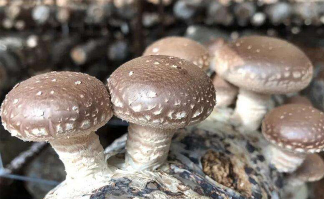 智能溫室大棚種蘑菇