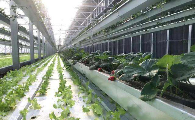 水肥一體化智能灌溉大棚蔬菜