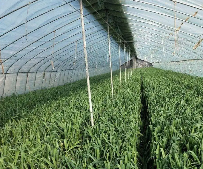 大棚種植大蒜技術方法及管理要點