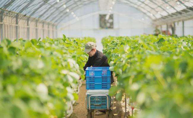 智能溫室大棚控制系統(tǒng)有什么作用