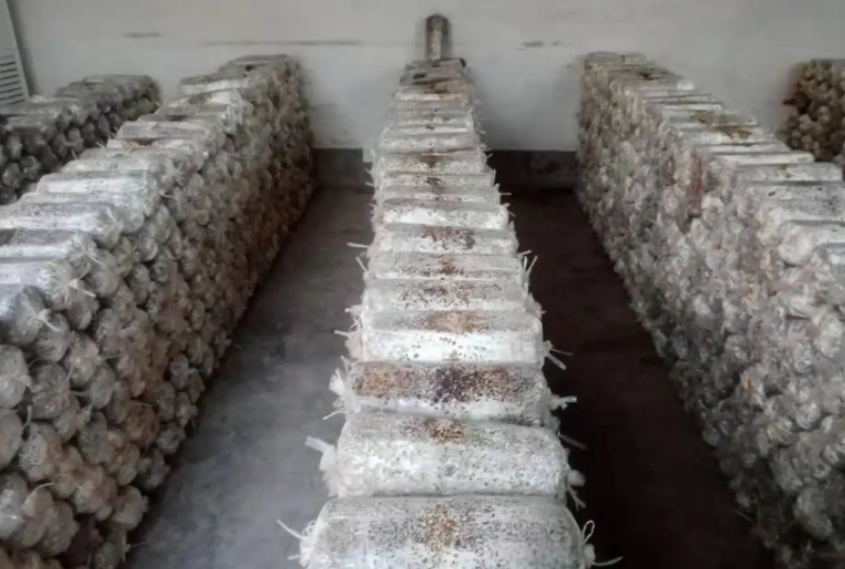 草菇種植培養基質