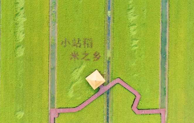 天津推廣智能機(jī)械化技術(shù) 解決疫情下小站稻生產(chǎn)