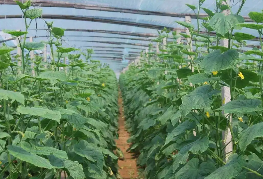 大棚黃瓜田間管理技術(shù)
