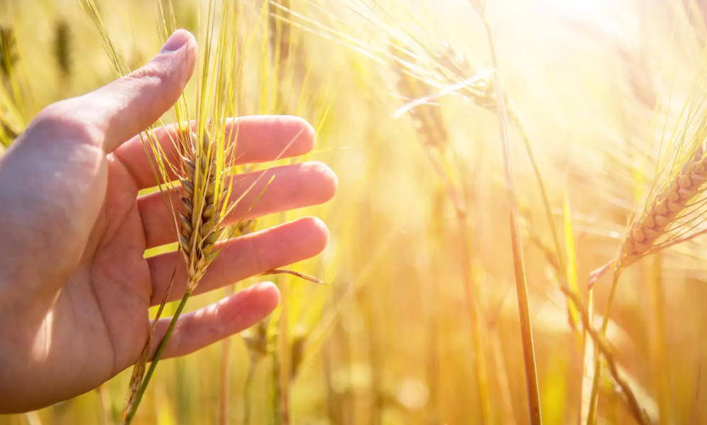 陜西加快推進農業農村數字化發展