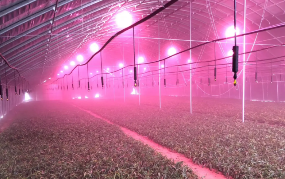 智能溫室大棚人工補光