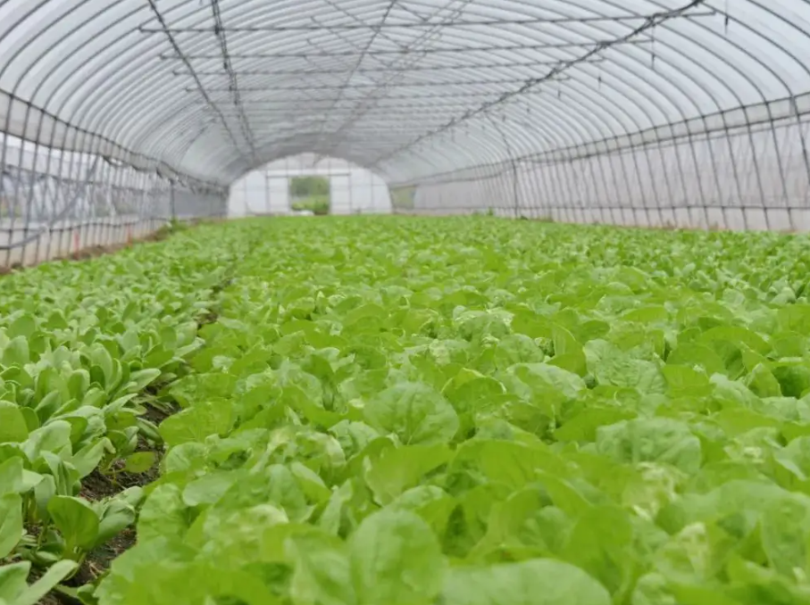 霧霾少光照時，智能溫室大棚應這樣管理