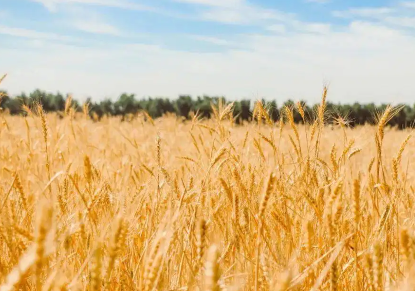 嚴(yán)格防范毀麥青貯現(xiàn)象發(fā)生 確保小麥顆粒歸倉(cāng)