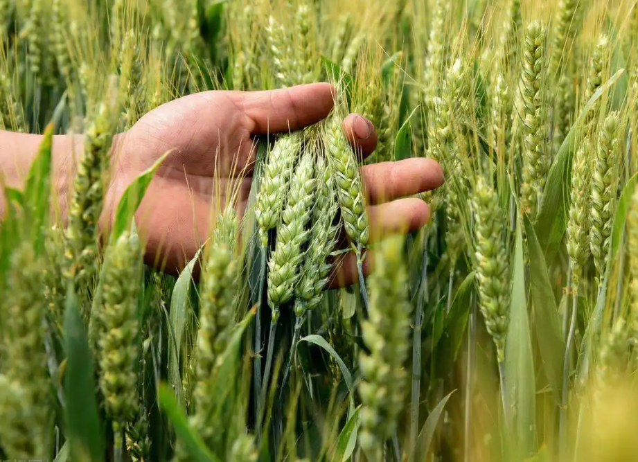 小麥該咋管 專家“云”指導