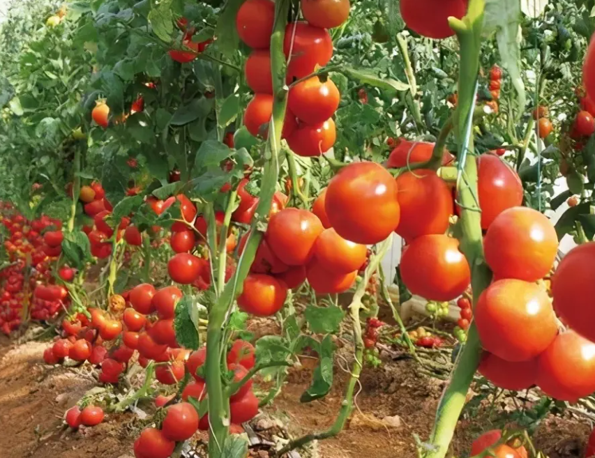 反季節大棚西紅柿管理核心