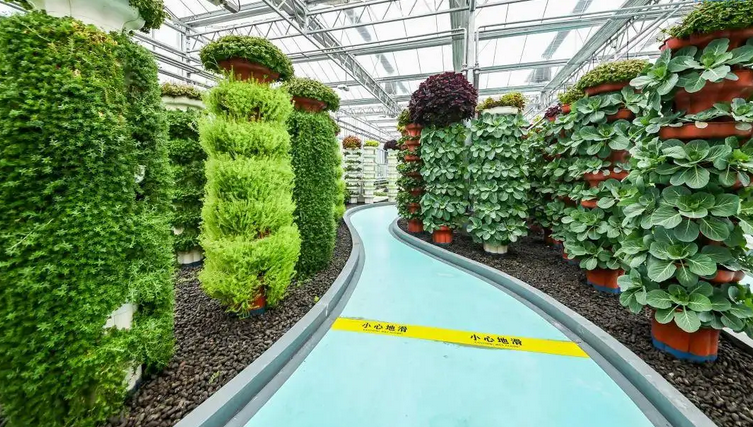 大連設(shè)施農(nóng)業(yè)生產(chǎn)面積達(dá)26.24萬(wàn)畝 今年計(jì)劃新增9000畝