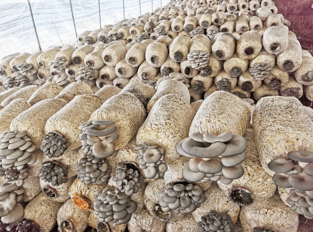 首批智能菌棚草菇上市 北京實現“高端”菌菇本地周年化生產