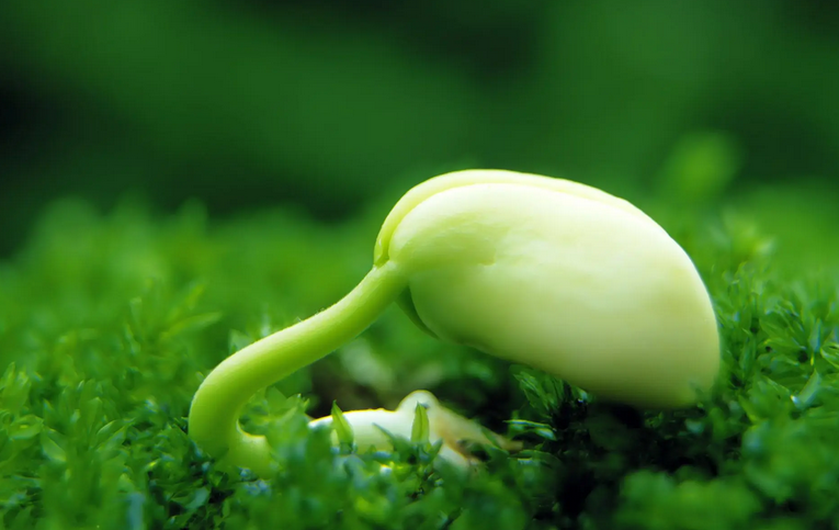 種業知識產權保護工作形成責任閉環