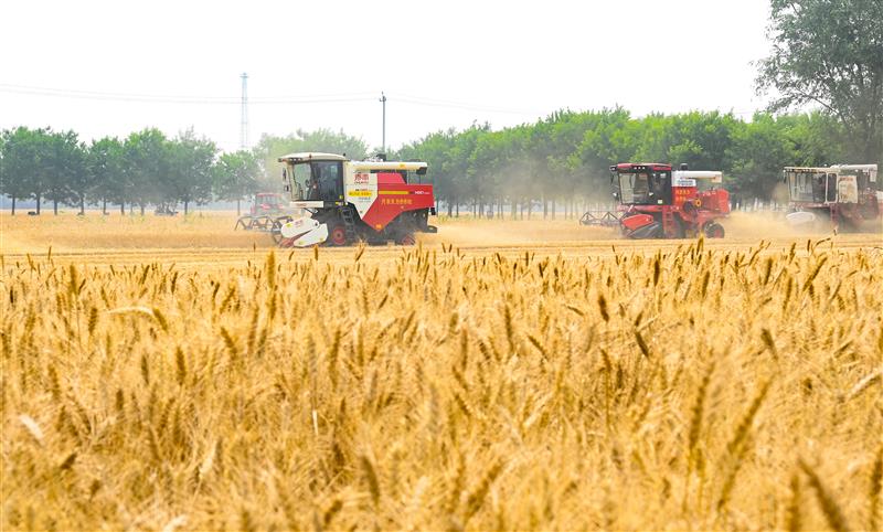 北京小麥開鐮活動(dòng)現(xiàn)場(chǎng)。王子涵 攝