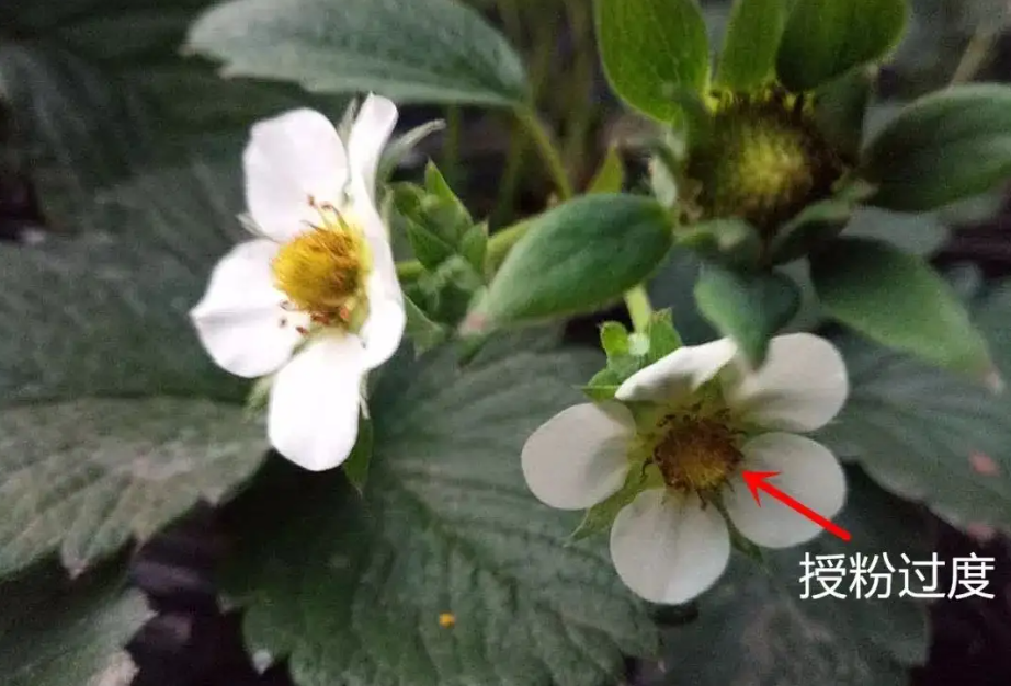 草莓人工授粉
