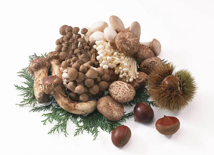 吉林省食用菌產業如何更好發展——“蘑菇院士”亮出真知灼見