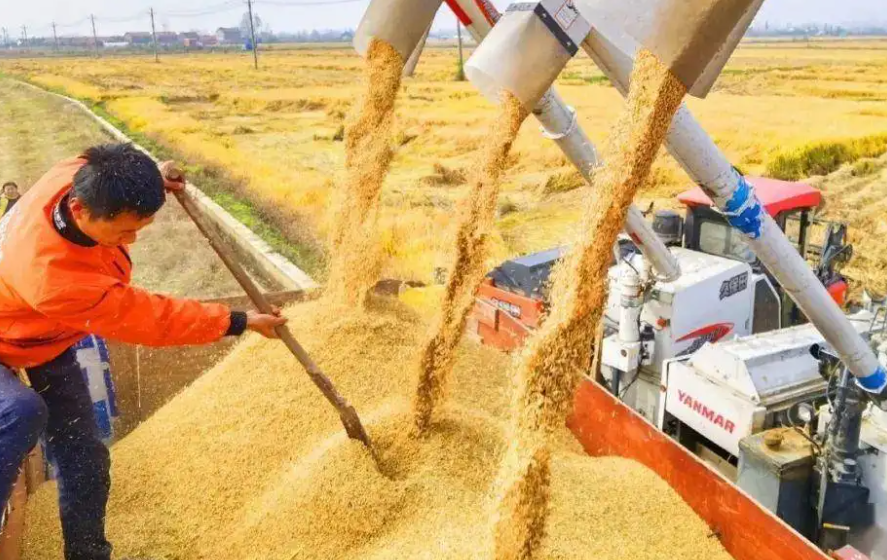 河南開封市祥符區(qū)：藏糧于技實(shí)現(xiàn)增產(chǎn)增收