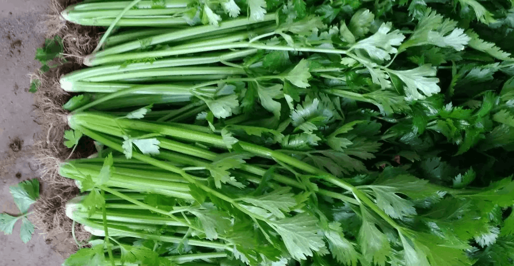 芹菜