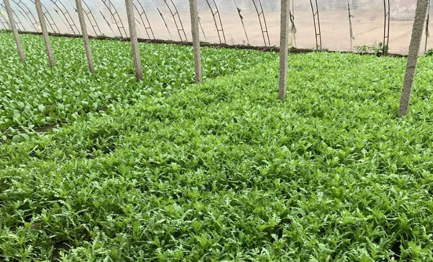 智能溫室大棚茼蒿高產(chǎn)技術(shù)