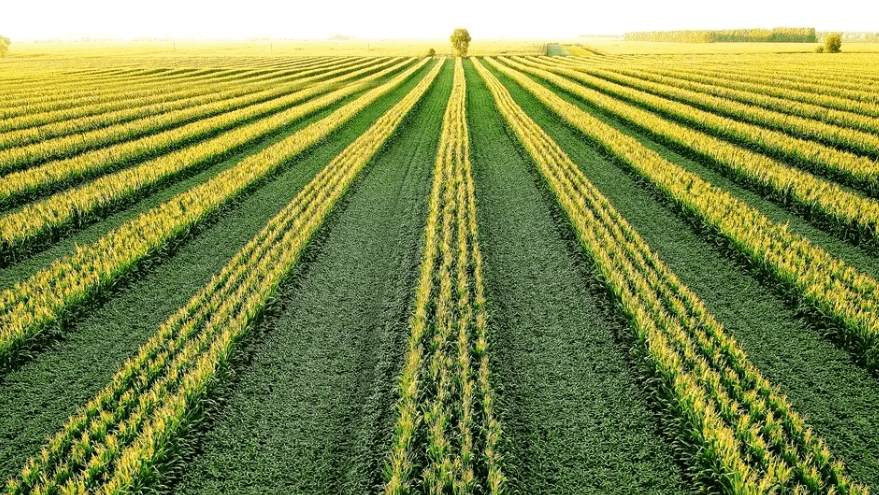 平原縣“四點(diǎn)發(fā)力”確保大豆玉米帶狀復(fù)合種植任務(wù)落實(shí)落地