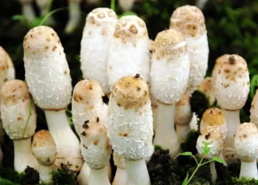 智能溫室大棚種植雞腿菇技術(shù)