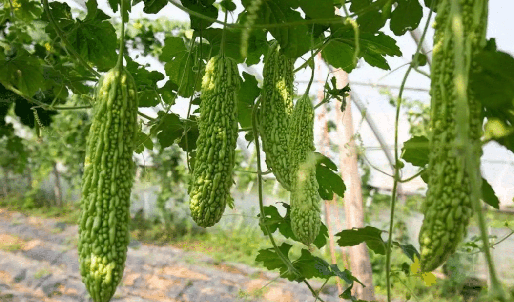 智慧溫室種苦瓜能高產嗎