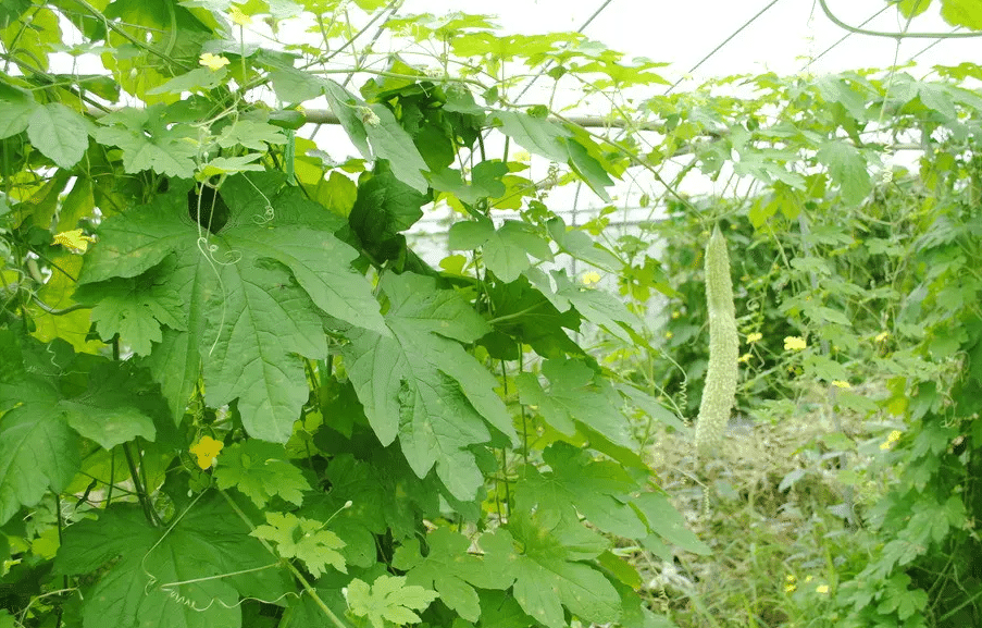 苦瓜種植大棚