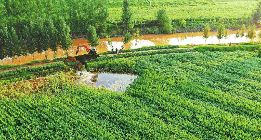 苗木雨后養(yǎng)護(hù)