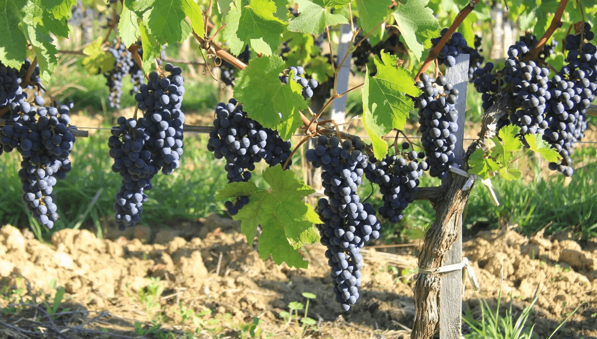 葡萄結(jié)果期的管理技術(shù)總結(jié)