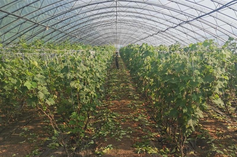 十六井村慶友豐家庭農場采摘園葡萄大棚