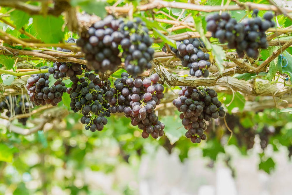 產(chǎn)業(yè)選擇要講科學(xué)，必須符合農(nóng)業(yè)發(fā)展規(guī)律和特點(diǎn)