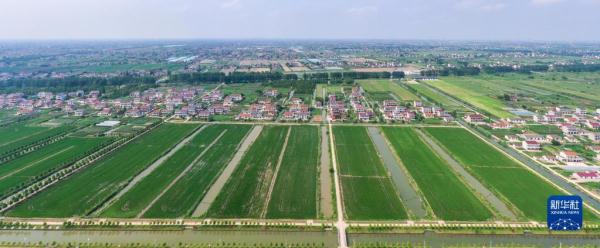 悅來鎮(zhèn)萬畝高標準農(nóng)田示范區(qū)