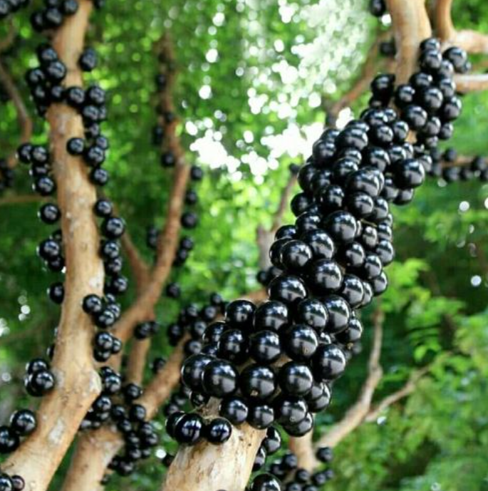 種樹葡萄水肥如何管理更科學(xué)