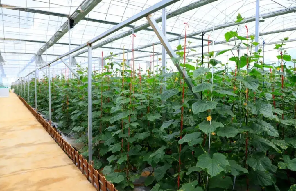 國內(nèi)黃瓜大棚