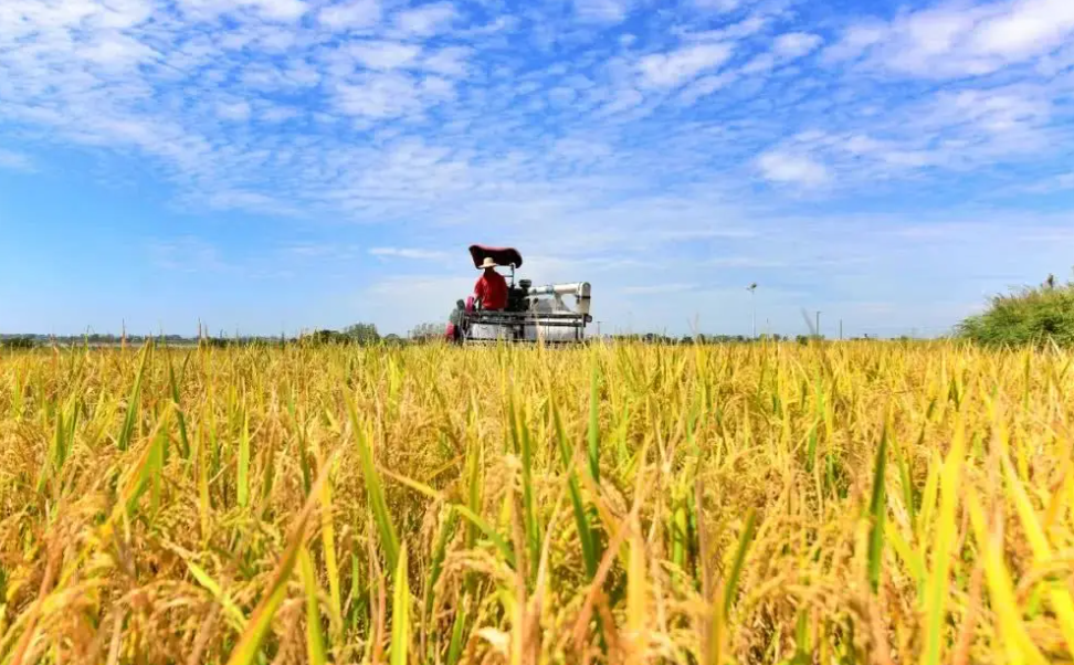 北碚多管齊下穩(wěn)住農(nóng)業(yè)基本盤