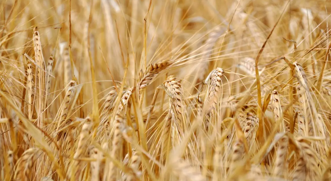 小麥節水高產的底氣從哪里來