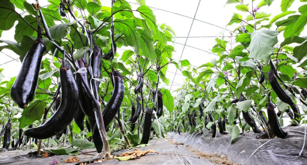 長(zhǎng)茄智能大棚