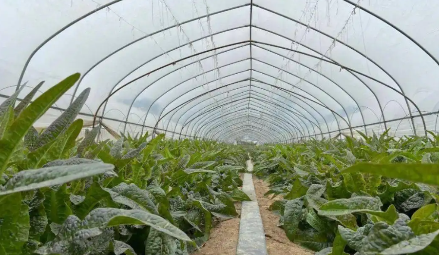 冬季智慧溫室蔬菜溫濕不當的癥狀及病因