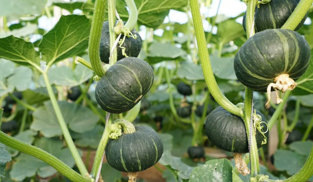 農業新技術京郊首次應用，無土栽培貝貝南瓜在北京市順義區試種成功