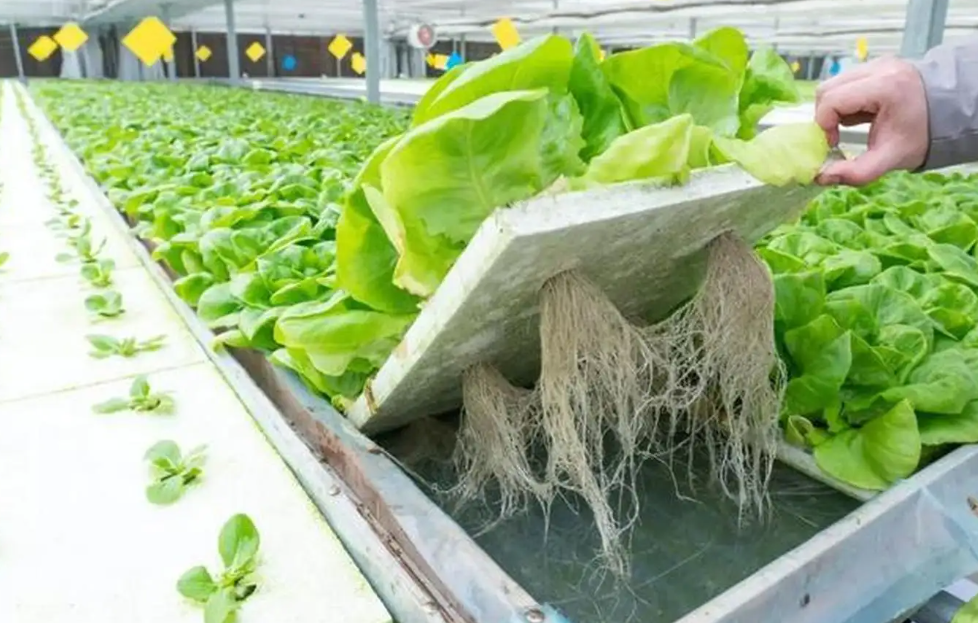 寧都：探索設施蔬菜上山 建設生態農業