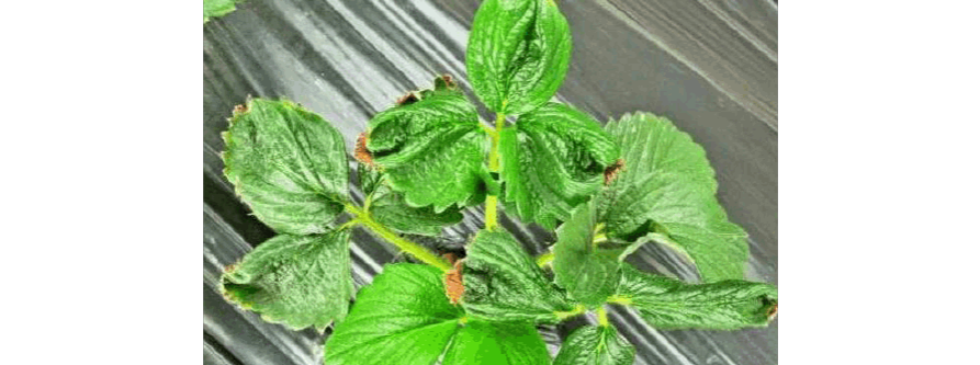 草莓病毒病癥狀