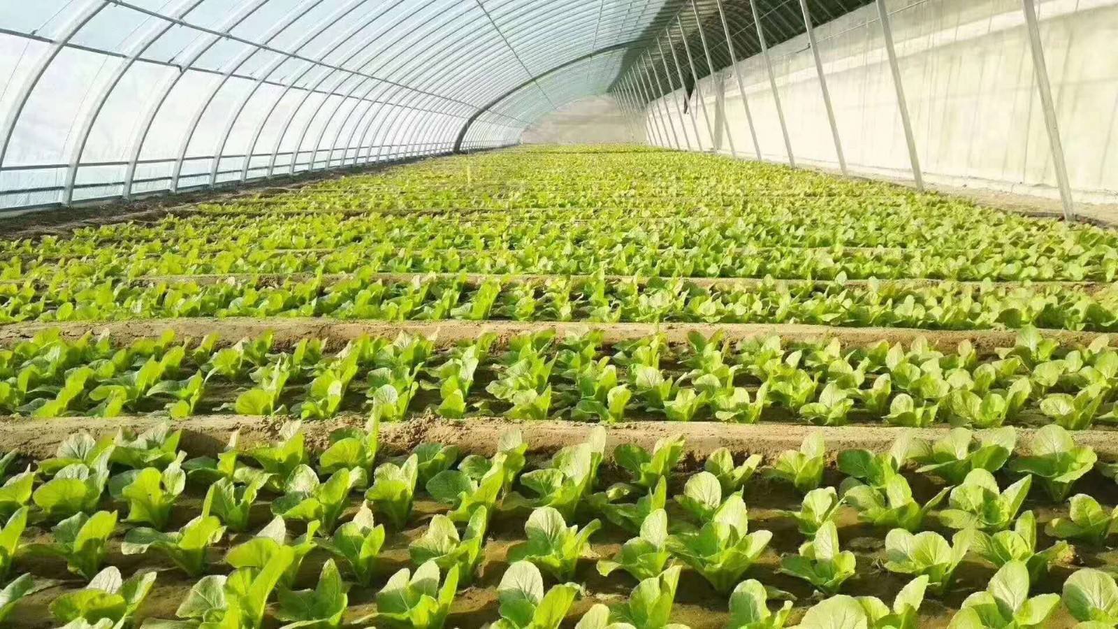 冬春季溫室大棚的逆溫現(xiàn)象怎么辦