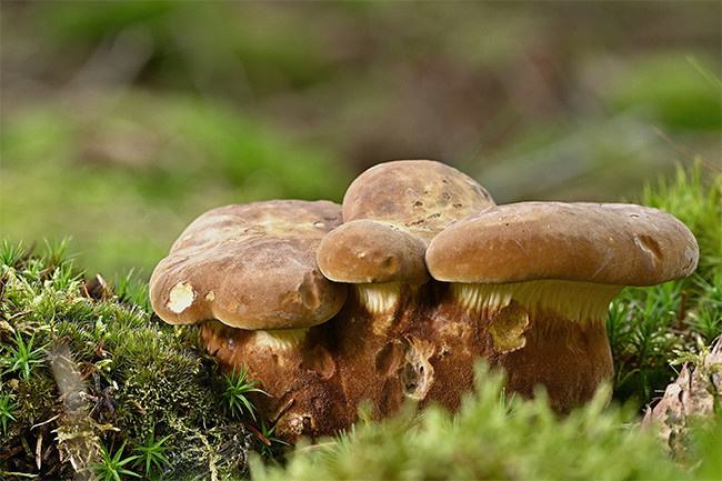 環(huán)保新農(nóng)村，蘑菇鋪出致富路——大興區(qū)李家場村
