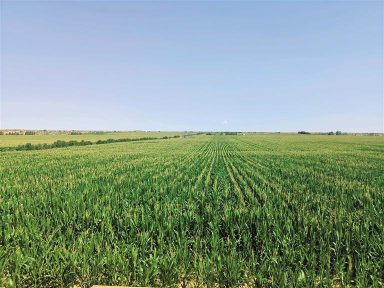 7月20日，榆林市榆陽區岔河則鄉岔河則村高標準農田里，一望無際的玉米長勢喜人。