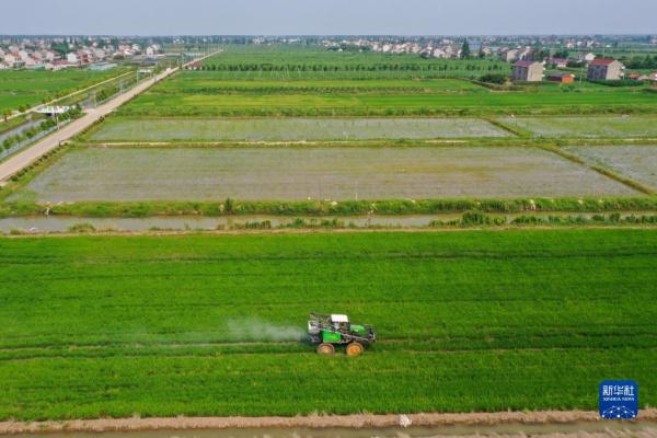 江蘇海門:農(nóng)業(yè)提檔升級 助力鄉(xiāng)村振興