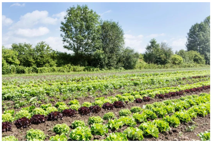 有機農業到底是什么?